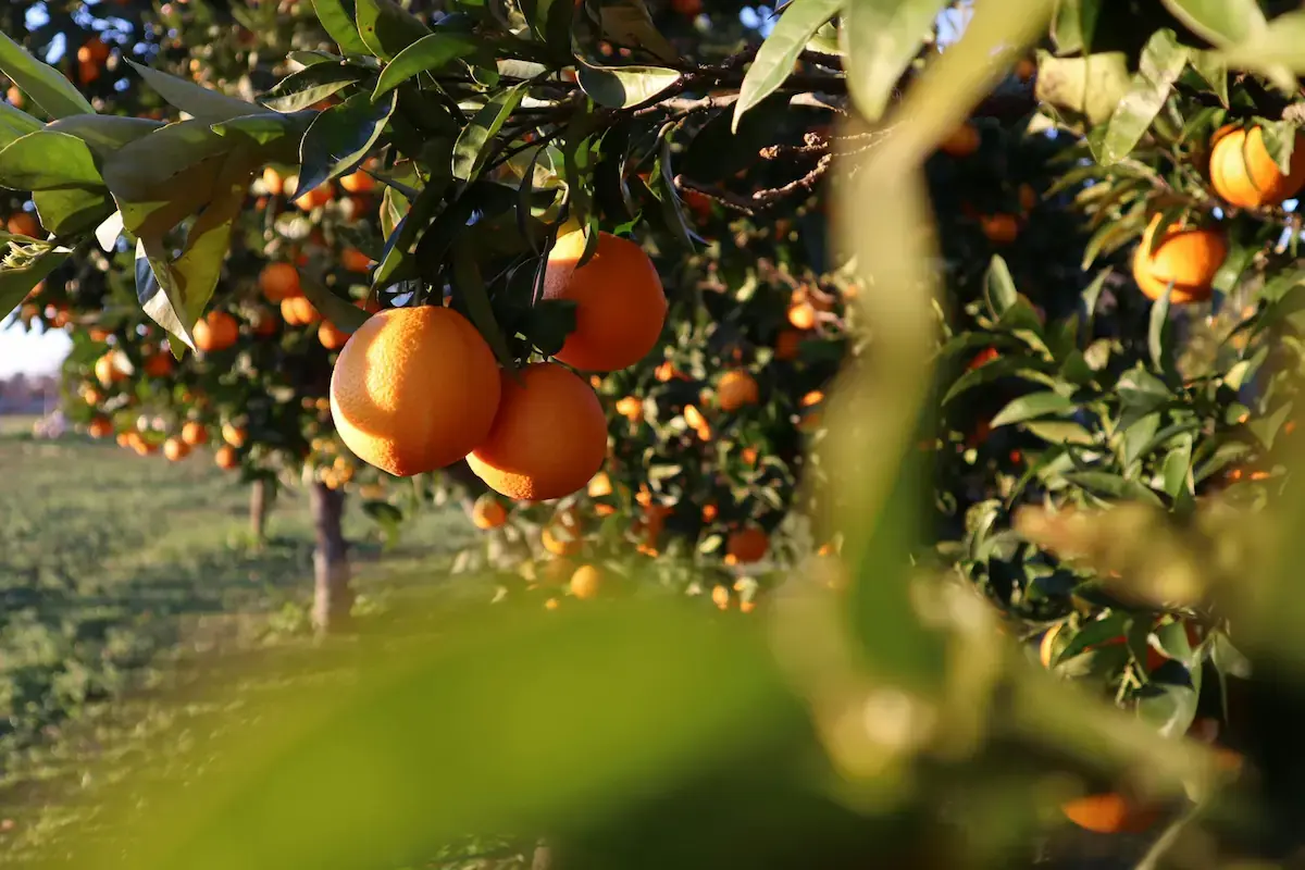 Cómo una página web puede ayudar a los agricultores de naranja en Palma del Río